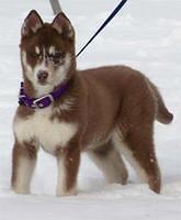siberianhuskies