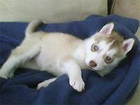siberianhusky galeaz
