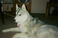 siberianhusky giannetti