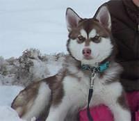 siberianhusky rodman