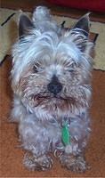 silkyterrier burgess