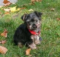 silkyterrier gaebler