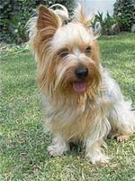 silkyterrier gaona
