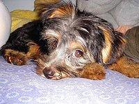 silkyterrier sandy