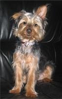 silkyterrier scurry