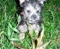 silkyterrier sim