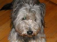 skyeterriers