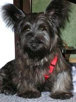 skyeterrier thurlow