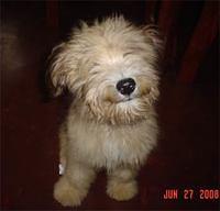skyeterrier yanoyan