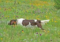 smallmunsterlanderpointers