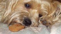 sniffons