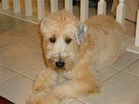softcoatedwheatenterriers