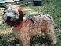softcoatedwheatenterrier kurtz