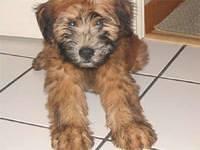 softcoatedwheatenterrier scandurra