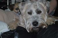 softcoatedwheatenterrier warford