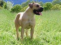 southafricanboerboels
