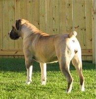 southafricanboerboel thienel