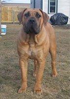 southafricanboerboel thienel2