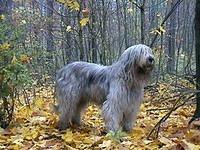 southrussianowtcharka kokonena