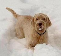 spinoneitaliano johansson