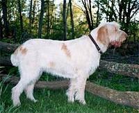 spinoneitaliano mccormick