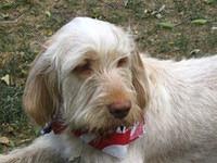 spinoneitaliano rossi