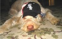 spinoneitaliano rossi2