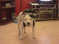 staffordshirebullterriers