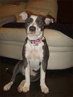 staffordshirebullterrier papa2