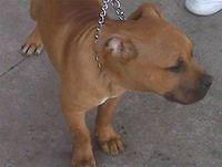 staffordshirebullterrier rivera