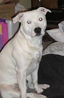 staffordshirebullterrier taylor2
