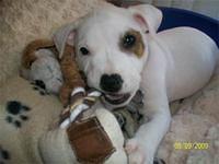 staffordshirebullterrier walsh