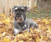 standardschnauzers