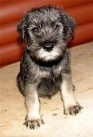 standardschnauzer boo