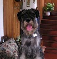 standardschnauzer cajiau