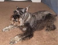 standardschnauzer martin