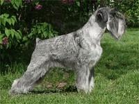 standardschnauzer wasiak