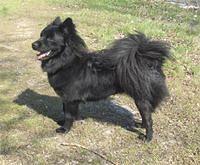 swedishlapphunds