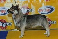 swedishvallhunds