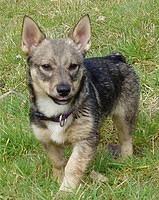 swedishvallhound woods