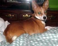 tacoterrier mills
