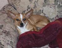 tacoterrier perrin