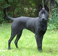 thairidgebacks