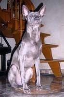 thairidgeback qui
