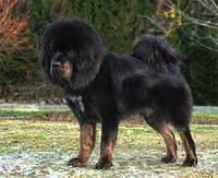 tibetanmastiff mastino