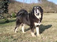 tibetanmastiff solamova