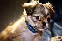 tibetanspaniel chao