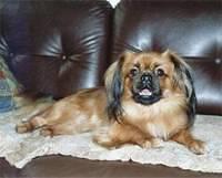 tibetanspaniel csanadi