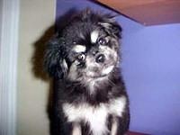 tibetanspaniel gerry