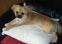 tibetanspaniel obrien